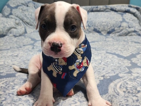 American Staffordshire Terrier – Filhotes de American Bully