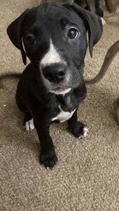 American Bulldog – 10 week old pup negotiable price