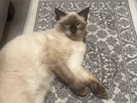 Siamese – ‘Jewels’ Siamese Cat for sale CHICAGO – Oak Park