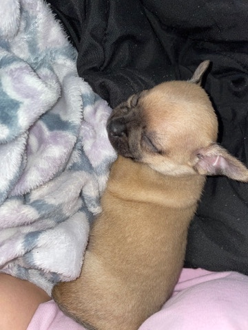 Chihuahua – Male 2 month old chihuahua
