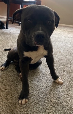 Bully needs a new home (low price READ DESCRIPTION