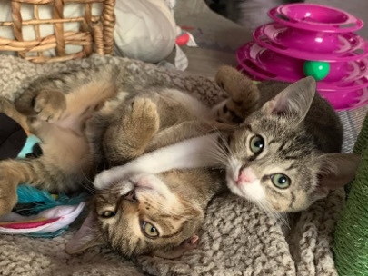 Bonded Cats – Conyers