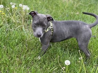 American Pit Bull Terrier – Full blooded pit bull puppy looking for new home – Topeka