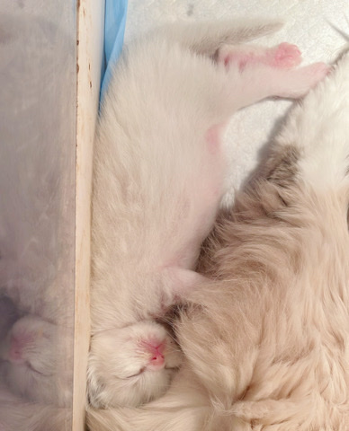 ragdoll kitten ready for reservation