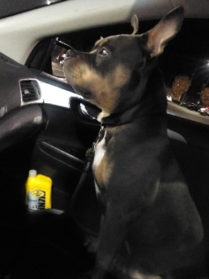 Bull Terrier – American Bully Puppy