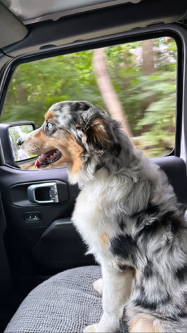 Australian Shepherd – Australian shepherd puppy