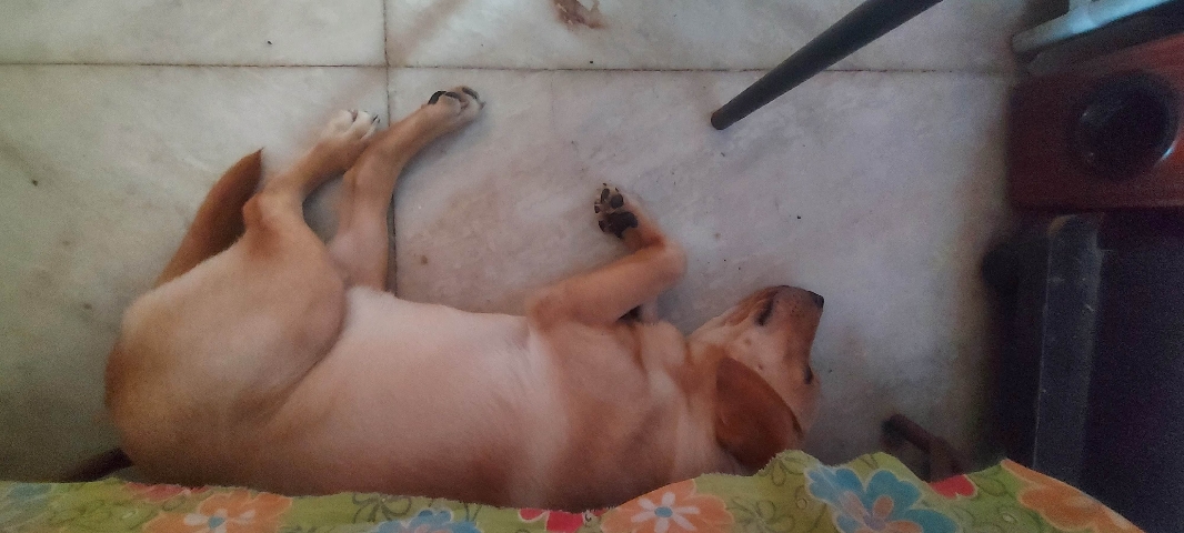 Golden Retriever – I want to sell my dog