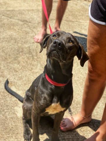 lab/coonhound mix