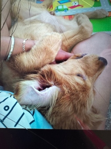Golden Retriever – sell my dog