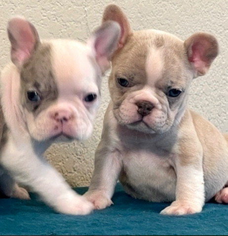 French Bulldog – French Bulldog Puppies