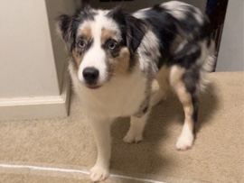 Miniature American Shepherd – Mini Aussie Puppy