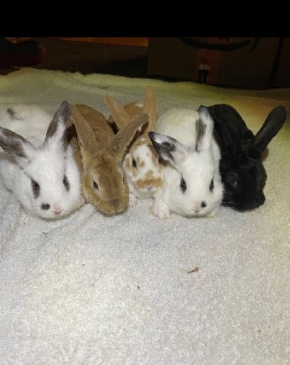 Mini Rex – Mini Rex Rabbits