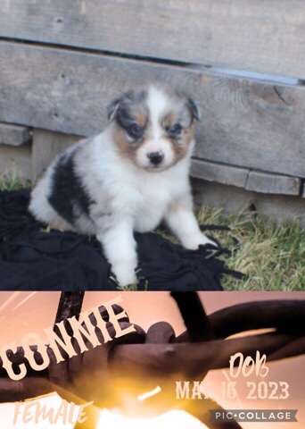 Australian Shepherd – Australian Shepherd