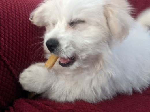 Ted shimo puppy