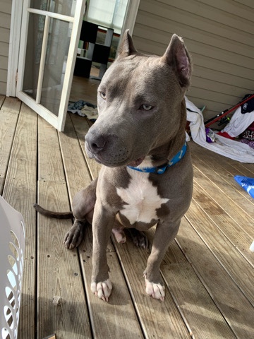 Full Blooded American Bully