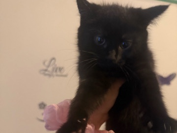 British Semi-longhair – Shadow, domestic short hair black kitty – Southampton