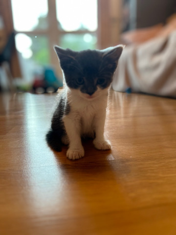 British Shorthair – kittens for adoption