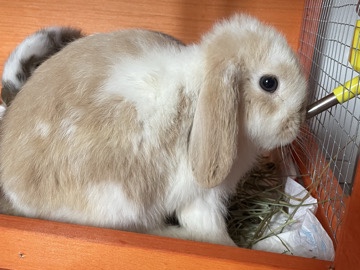 Pareja Minilop Broken