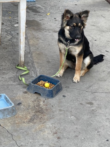 German Shepherd – German Shepard