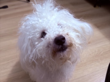 Bichon Frise – Friendly Bichon Frise – 1 Year Old – New York – New York
