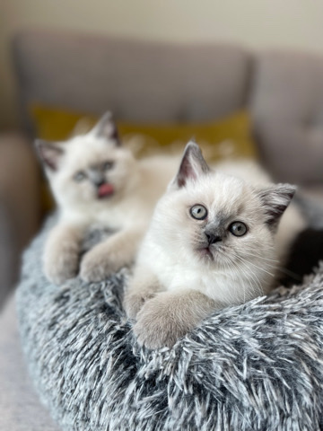 Scottish Fold – Lily