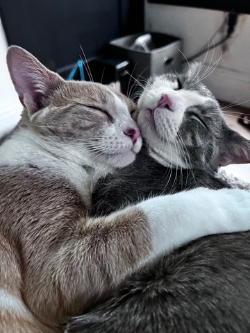 American Shorthair – American shorthair brother and sister