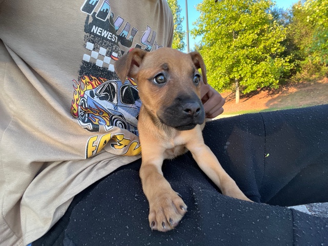 German Shepherd – getman shepard mix