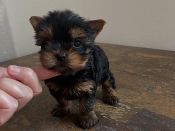 Yorkshire Terrier – Adorable Yorkshire puppies Available – Philadelphia