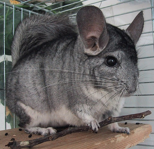 selling female chinchilla