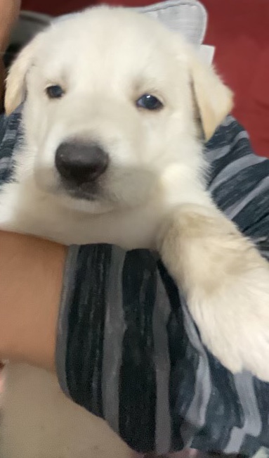 German Shepherd – German shepherd pups for sale