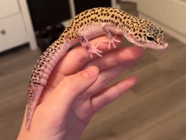 Leopard Gecko – leopard geko – Liverpool