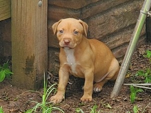 8wks mix breed female puppy – Guthrie