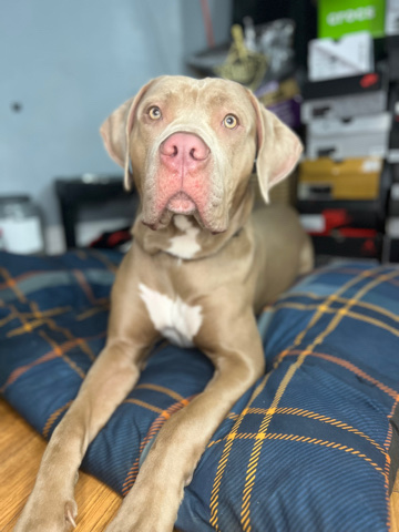 Cane Corso – Pit bull x Cane Corseo