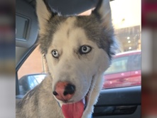 Siberian Husky – Siberian husky for sale – Spanish Springs