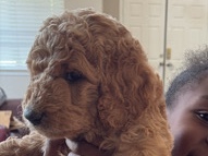 Goldendoodle – golden doodle pupies – Eastvale