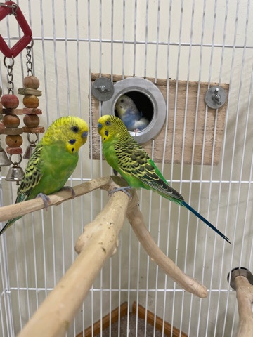 Budgerigar – Parakeets For Sale Including - Cage , food bowl ,