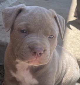 American Pit Bull Terrier – dog for adoption
