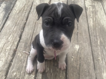 Airedale Terrier – PITBULL FOR SALE QUICK – Hampton