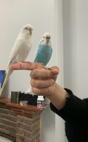 Temd Budgies