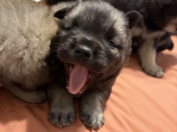 French Bulldog – French bulldogs Pomsky mix puppies – Warr Acres