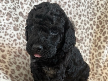 Goldendoodle – Adorable 6-Week-Old Female Goldendoodle Puppy in Pearson – Homerville