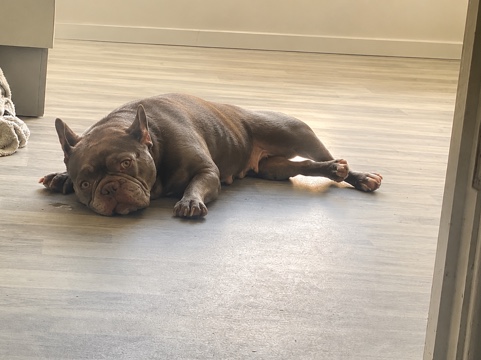 French Bulldog – Friendly 5-Year-Old French Bulldog for Sale in Cannock – Cannock
