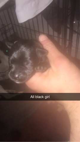 Patterdale Terrier – all black ***** Patterjack