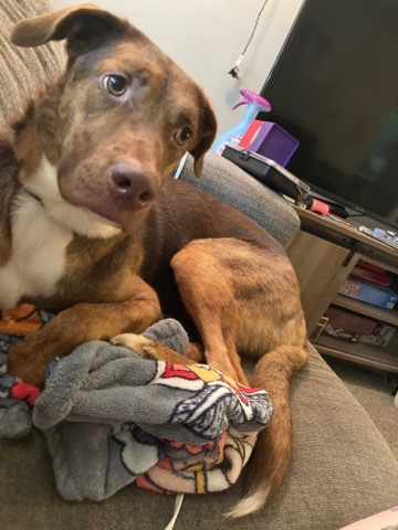 German Shepherd – Teysa rehoming