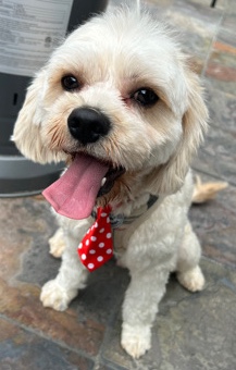 Poodle – Dog in need of a home !