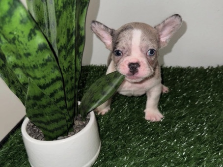 French Bulldog – Frenchie boy – Orlando