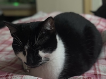 🐾 Meet Scarlet! Looking for Her Forever Home 🩷 – Morrow
