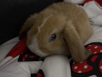 Mini Lop – bunny – Providence