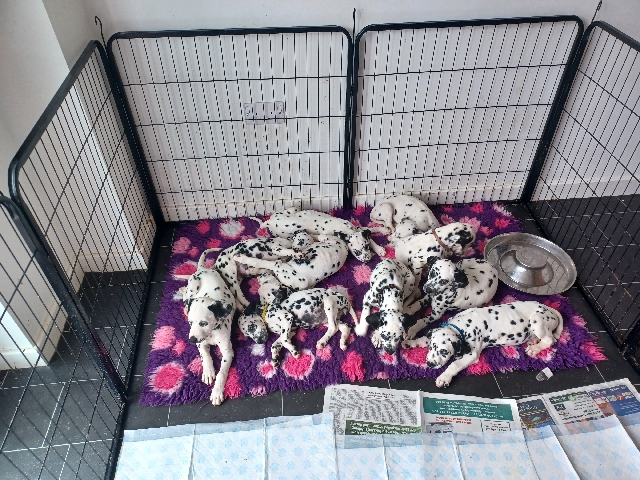 Dalmatian – KC registered dalmation puppies for sale