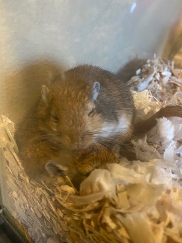 Any – Gerbils